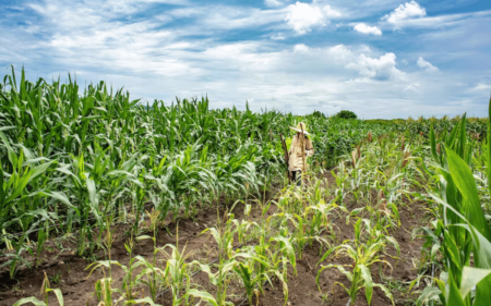 Technology can boost farming in Africa, but it can also threaten biodiversity - how to balance the two